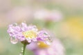 Little pink flower in close up with raindrop