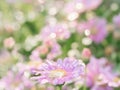 little pink flower in close up with raindrop in green background for space