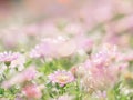 little pink flower in close up with raindrop in green background for space