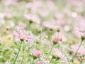 little pink flower in close up with raindrop in green background for space