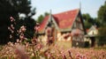 Little pink flower in front of the house