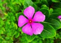 A little pink flower plant grown in earthen pot in my roof garden Royalty Free Stock Photo
