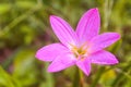 Little pink flower spring ,summer,nature relax wallpaper background Royalty Free Stock Photo