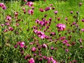 Little pink flowers in the garden Royalty Free Stock Photo