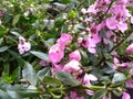 Little pink flowers with green leaves Royalty Free Stock Photo