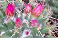 Little pink flowers of Mammillaria Compressa cactus, or known as Mother of Hundreds. Royalty Free Stock Photo