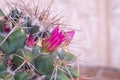 Little pink flowers of Mammillaria Compressa cactus, or known as Mother of Hundreds. Royalty Free Stock Photo