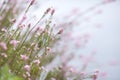 Little Pink Flowers 06b Royalty Free Stock Photo