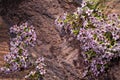 Little Pink Flowers Royalty Free Stock Photo