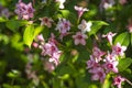 Little pink forest flowers, beautiful summertime floral background