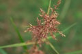 Little pink grass flower blooming spring nature background