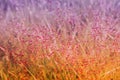 Little pink grass flower with dew drops after rain fresh spr Royalty Free Stock Photo