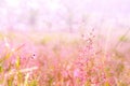 Little pink grass flower with fog and dew drops Royalty Free Stock Photo