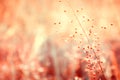 Little pink grass flower spring  warm tone filter effect Royalty Free Stock Photo