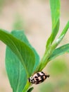 Little pink ladybug caught on camera