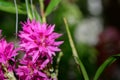 Little pink orchid flower in Thailand Royalty Free Stock Photo