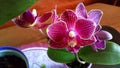 Little Pink orchid will make your days better
