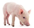 Little pink pig Royalty Free Stock Photo