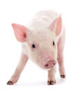 Little pink pig Royalty Free Stock Photo