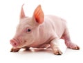 Little pink pig Royalty Free Stock Photo