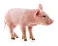 Little pink pig Royalty Free Stock Photo