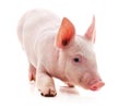 Little pink pig Royalty Free Stock Photo