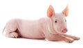 Little pink pig Royalty Free Stock Photo