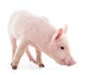 Little pink pig Royalty Free Stock Photo