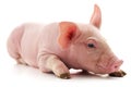 Little pink pig Royalty Free Stock Photo