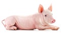 Little pink pig lying Royalty Free Stock Photo