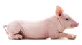 Little pink pig Royalty Free Stock Photo