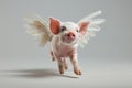 Little pink pig with white feather angelic wings bounces playfully, in full length, studio portrait. Royalty Free Stock Photo