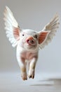 Little pink pig with white feather angelic wings bounces playfully, in full length, studio portrait.