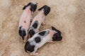 Little pink pigs Royalty Free Stock Photo