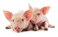 Little pink pigs Royalty Free Stock Photo