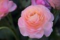 Little pink rose in close up view Royalty Free Stock Photo