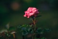 Little Pink Rose closeup single flower in the garden