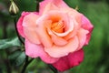 Little pink Rose in gardern