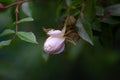 Little pink rose growing on bush amid juicy greens Royalty Free Stock Photo