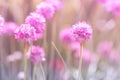 Little pink thrift flowers on a gentle background. Selective focus.