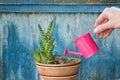 Little pink watering can in a female hand watering succulent. Ol