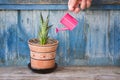 Little pink watering can in a female hand watering succulent. Old wooden background