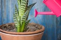 Little pink watering and succulent. Blue vintage background