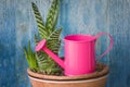 Little pink watering and succulent. Blue vintage background