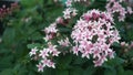 Little pink and white Pentas Ianceolata