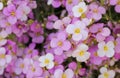 Little pink and white saxifrage flowers