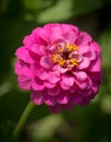 Little Pink Zinnia Flower Emerging From Soft Focus Green Garden