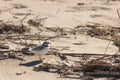 This little piping plover bird was sitting on the beach when I took the picture. I love his little black collar.