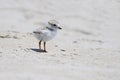 Little Piping Plover