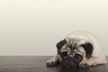 little pitiful sad pug puppy dog, lying down on wooden floor